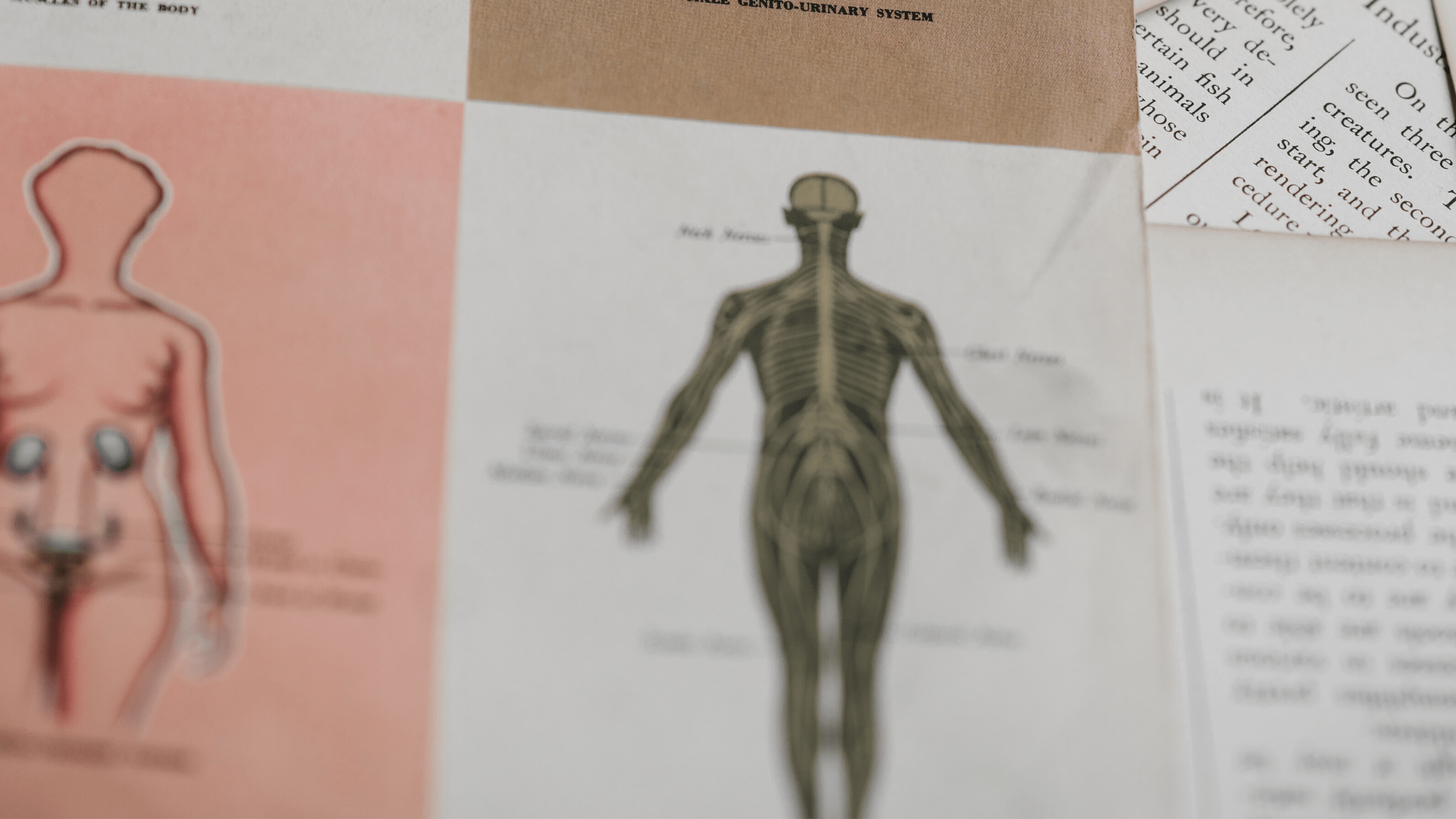 mapping du corps humain